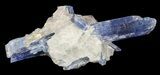 Vibrant Blue Kyanite Crystal In Quartz - Brazil #56927-1